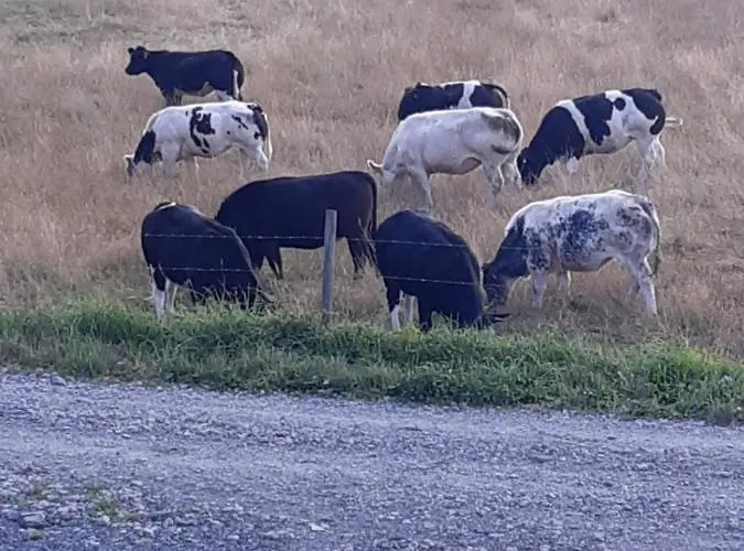 Les De La Fontaine De Brul Bed & Breakfast Sainte-Ode